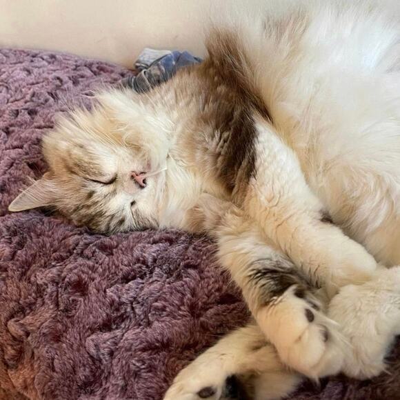 Vintage 1950s Sheer Cupcake Chiffon Embroidered Party Dress Pink & Black XS - Picture 16 of 16